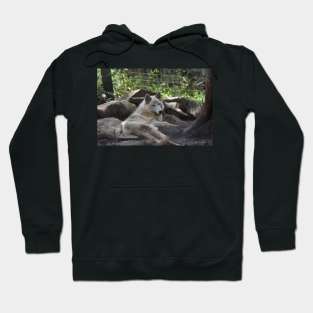 White Wolf Hoodie